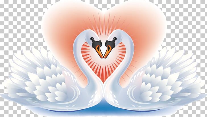 Black Swan Bird Heart PNG, Clipart, Abstract Pattern, Animals, Bird, Black Swan, Clip Art Free PNG Download