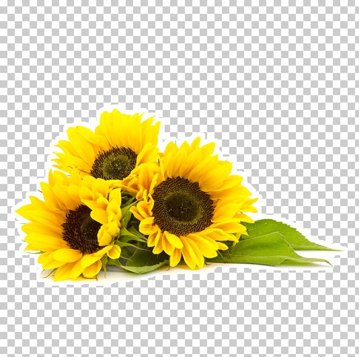 Common Sunflower Organic Food Sunflower Oil Sunflower Seed PNG, Clipart, Coconut Oil, Common Sunflower, Cooking Oils, Cut Flowers, Daisy Family Free PNG Download
