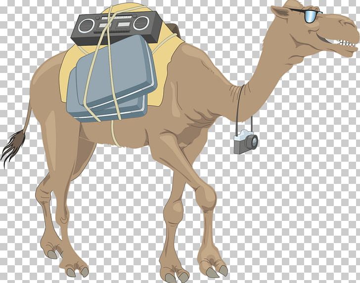 Dromedary Wildlife PNG, Clipart, Animal, Arabian Camel, Camel, Camel Like Mammal, Download Free PNG Download