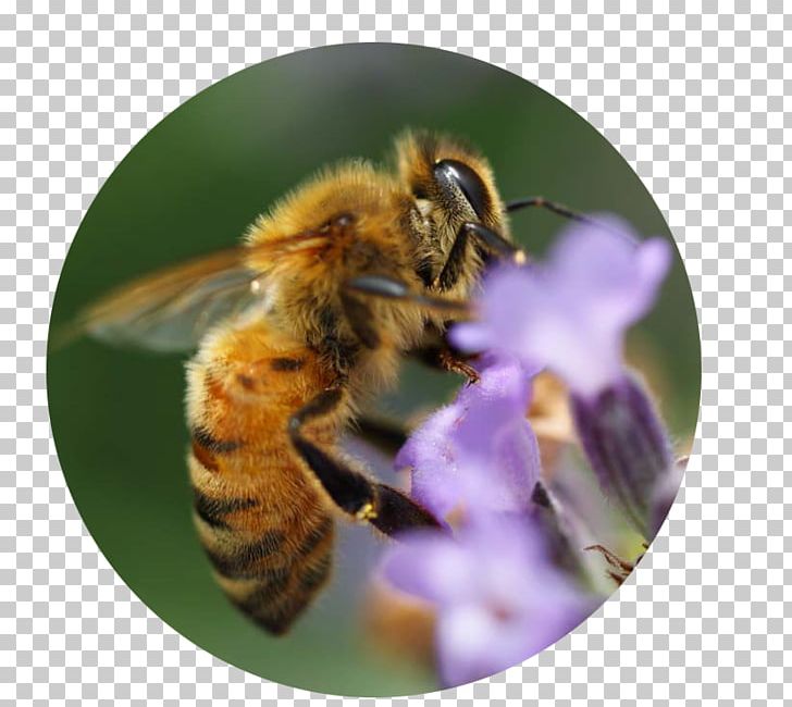 Honey Bee Bumblebee Insect Nectar PNG, Clipart, Arthropod, Bee, Bumblebee, Camera, Hati Free PNG Download