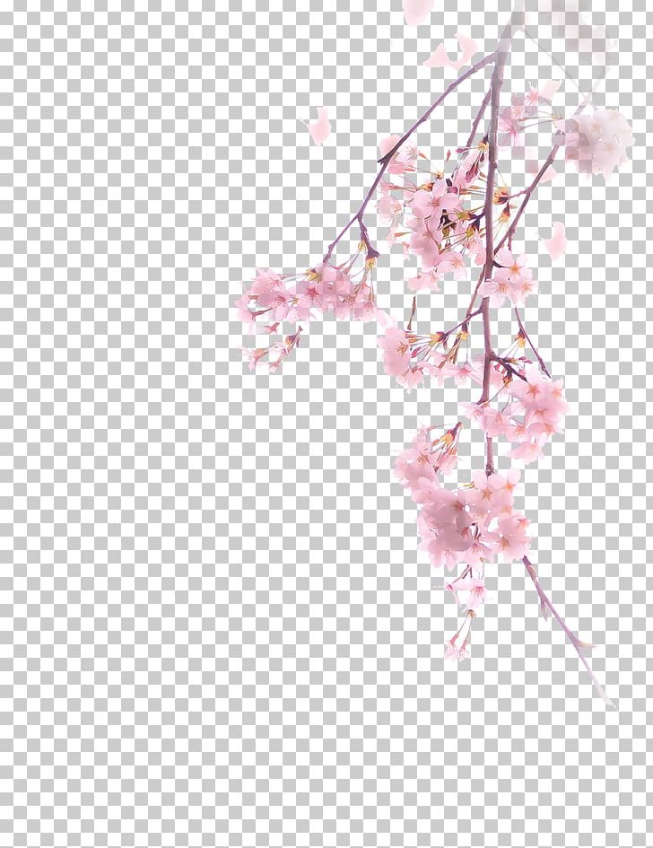 National Cherry Blossom Festival Branch PNG, Clipart, Blossom, Branch, Cerasus, Cherry, Cherry Blossom Free PNG Download