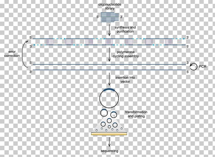 Artificial Gene Synthesis Polymerase Chain Reaction Chemical Synthesis Polymerase Cycling Assembly PNG, Clipart, Angle, Area, Artificial Gene Synthesis, Brand, Cloning Free PNG Download