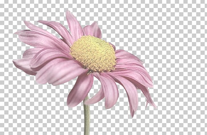 Cut Flowers Painting Chrysanthemum Transvaal Daisy PNG, Clipart, Chamomile, Chrysanthemum, Chrysanths, Cut Flowers, Dahlia Free PNG Download