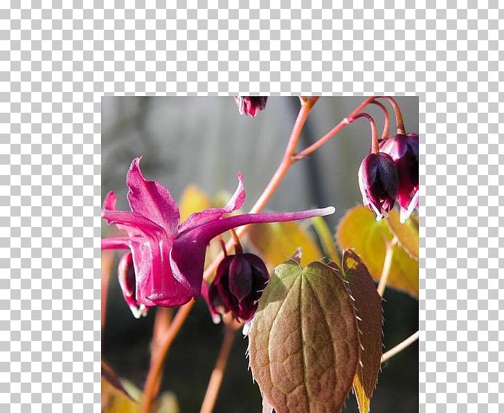 Flower Purple Petal Plant Magenta PNG, Clipart, Barrenwort, Epimedium Grandiflorum, Flora, Flower, Flowering Plant Free PNG Download