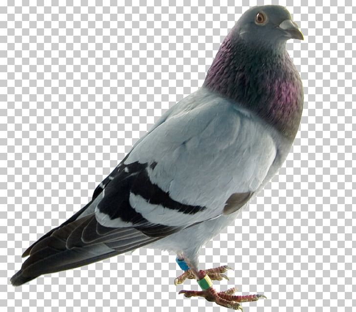 Rock Dove Columbidae Bird English Carrier Pigeon Homing Pigeon PNG, Clipart, Animals, Beak, Bird, Birds, Columbidae Free PNG Download