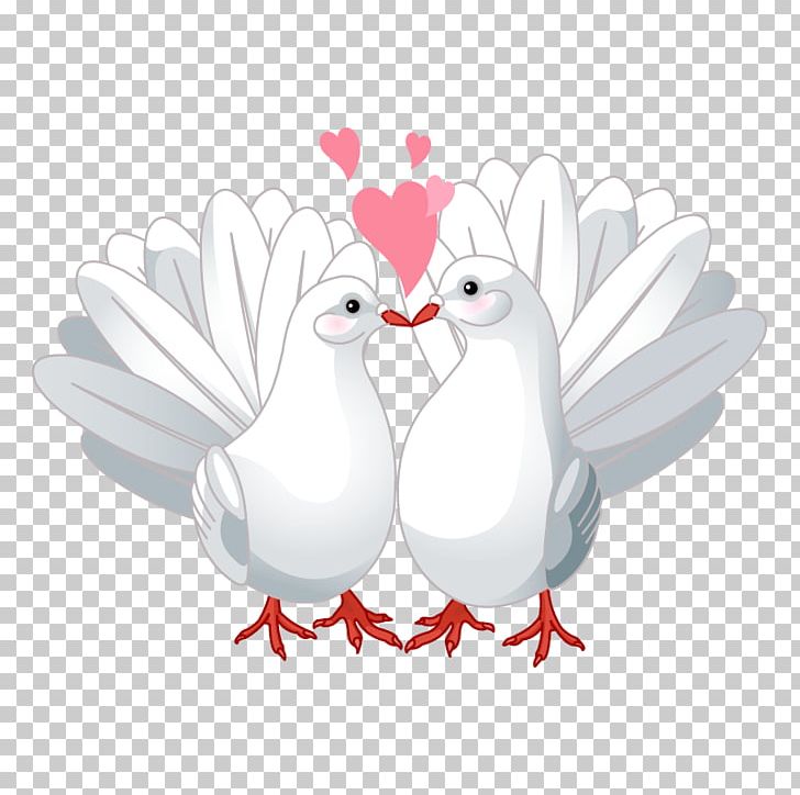 Columbidae Bird Love PNG, Clipart, Animals, Beak, Bird, Chicken, Columbidae Free PNG Download