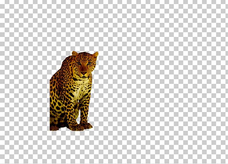 Leopard Cheetah Felinae PNG, Clipart, Animal, Animals, Big Cat, Big Cats, Carnivoran Free PNG Download