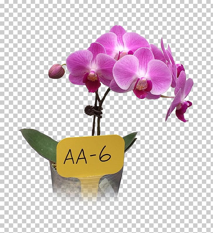 Moth Orchids Business Cut Flowers Trading Company PNG, Clipart, Business, Cut Flowers, Enterprise Rentacar, Flora, Floral Design Free PNG Download