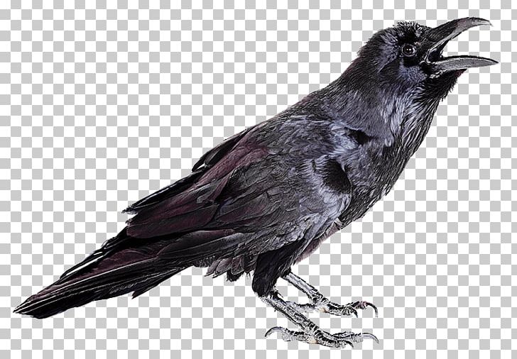 Rook Hooded Crow Common Raven Carrion Crow Bird PNG, Clipart, American Crow, Animals, Beak, Bird, Bird Bird Free PNG Download