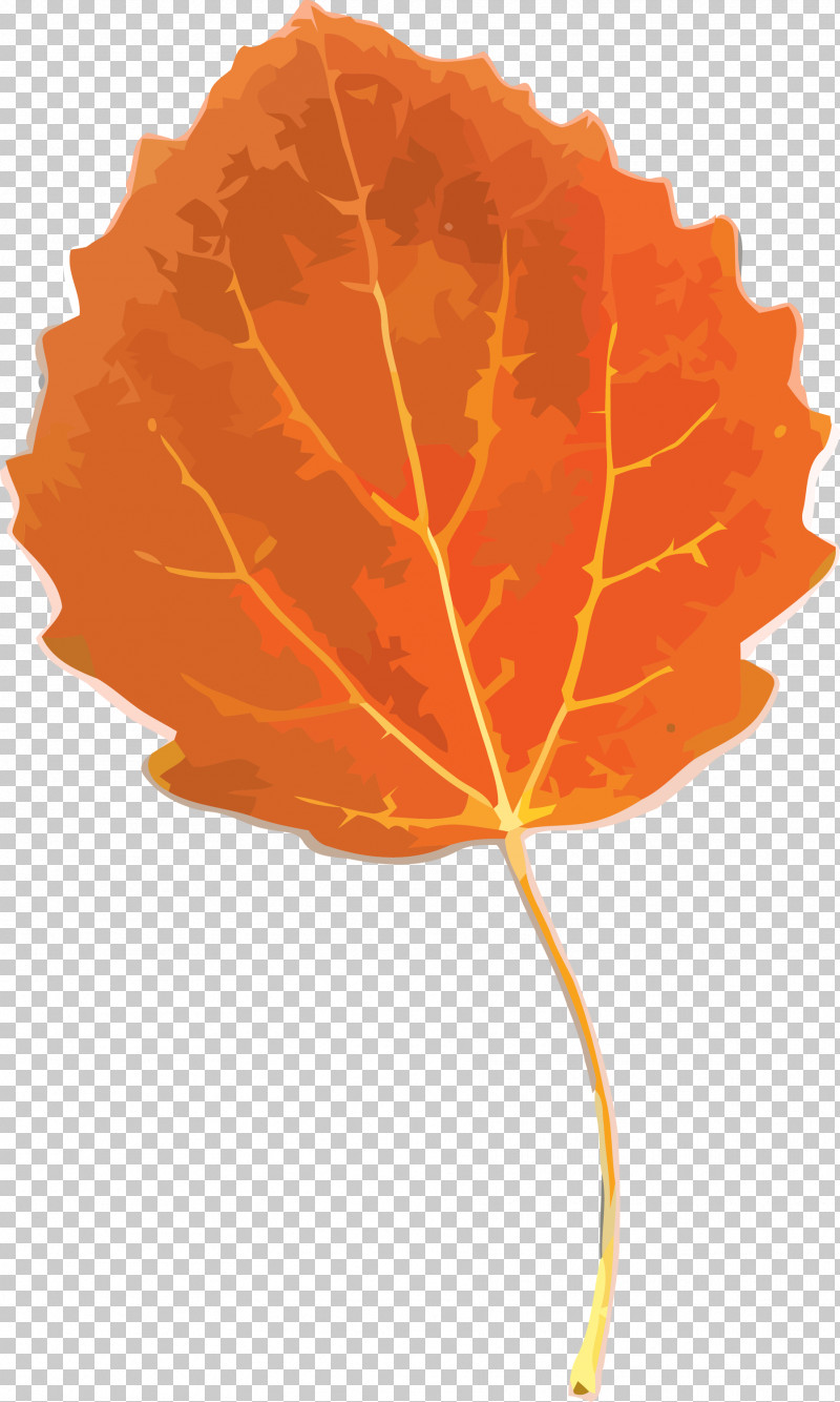 Autumn Leaf Yellow Leaf Leaf PNG, Clipart, Autumn Leaf, Black Maple, Deciduous, Leaf, Maple Leaf Free PNG Download