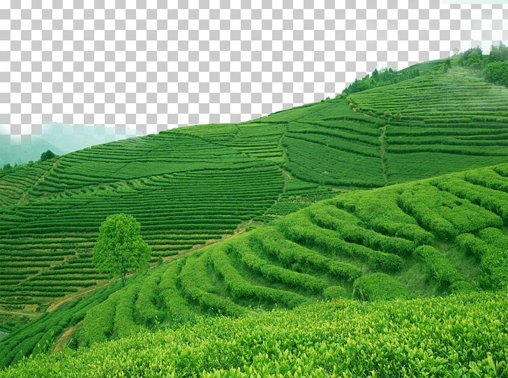 Green Tea Longjing Tea Biluochun Kuding PNG, Clipart, Agriculture, Black Tea, Crop, Food, Garden Free PNG Download