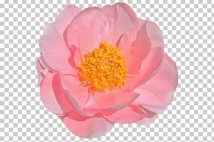 Peony Cut Flowers Chiffon Impressively Pink PNG, Clipart, Chiffon, Cut Flowers, Flower, Flowering Plant, Nature Free PNG Download