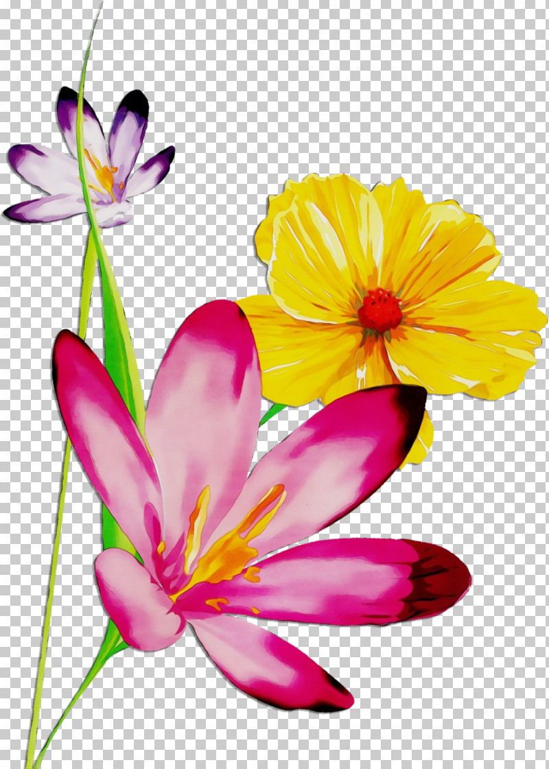Flower Petal Plant Pink Cut Flowers PNG, Clipart, Crocus, Cut Flowers, Daisy Family, Flower, Ixia Free PNG Download