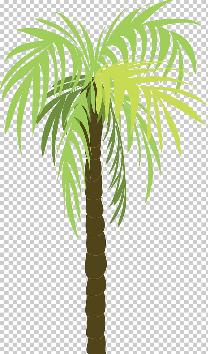 Coconut Arecaceae PNG, Clipart, Arecaceae, Arecales, Asian Palmyra Palm, Borassus Flabellifer, Branch Free PNG Download