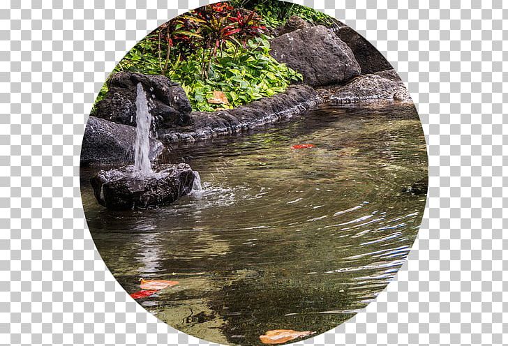 East Bay Koi Fish Pond Water Feature PNG, Clipart, Common Carp, Conception Dreams, Crucian Carp, Dream, Dream Interpretation Free PNG Download