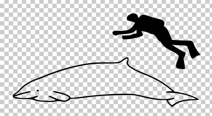 Porpoise Pygmy Beaked Whale Cetacea Beluga Whale Narwhal PNG, Clipart,  Free PNG Download