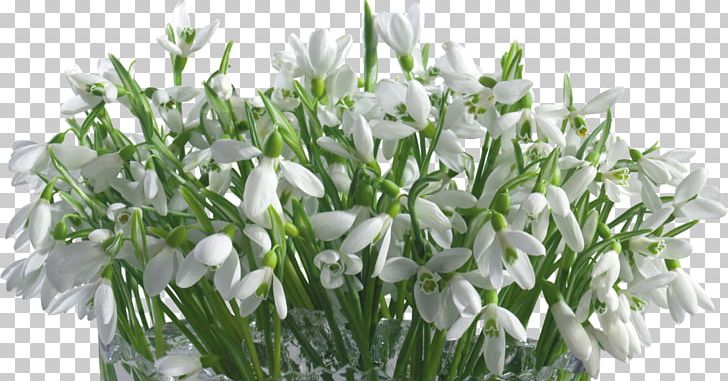 Snowdrop Всякое бывает Raster Graphics PNG, Clipart, Cut Flowers, Floral Design, Floristry, Flower, Flowering Plant Free PNG Download