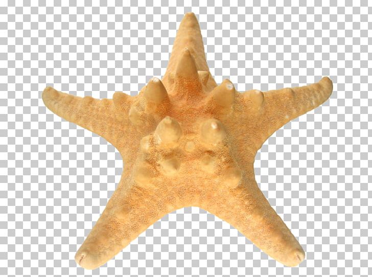 Starfish Echinoderm Sea Dimension PNG, Clipart, Aluminium, Animals, Centimeter, Dimension, Echinoderm Free PNG Download