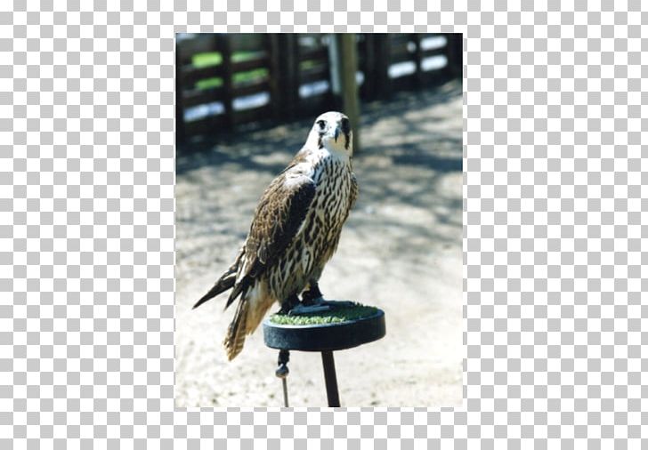 Eagle Fauna Beak Falcon Feather PNG, Clipart, Animals, Beak, Bird, Bird Of Prey, Eagle Free PNG Download