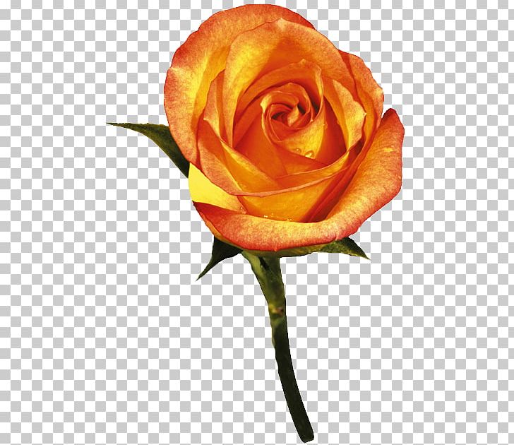 Garden Roses Flower Orange PNG, Clipart, Closeup, Color, Cut Flowers, Download, Flor Free PNG Download