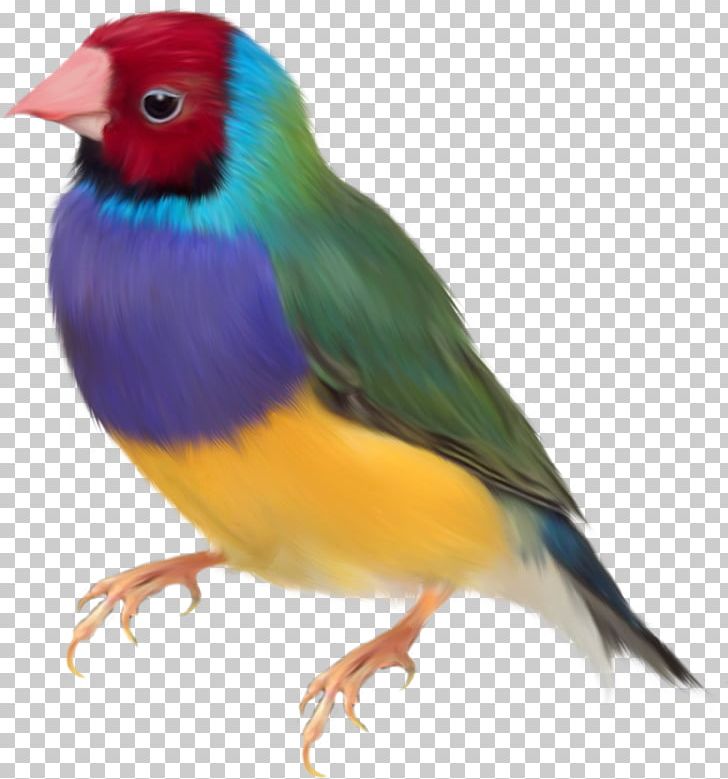Gouldian Finch Bird PNG, Clipart, Animal, Animals, Asuka, Beak, Birds Free PNG Download