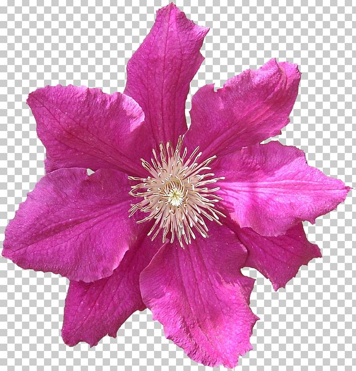 Leather Flower RAR PNG, Clipart, Clematis, Cut Flowers, Flower, Flowering Plant, Herbaceous Plant Free PNG Download