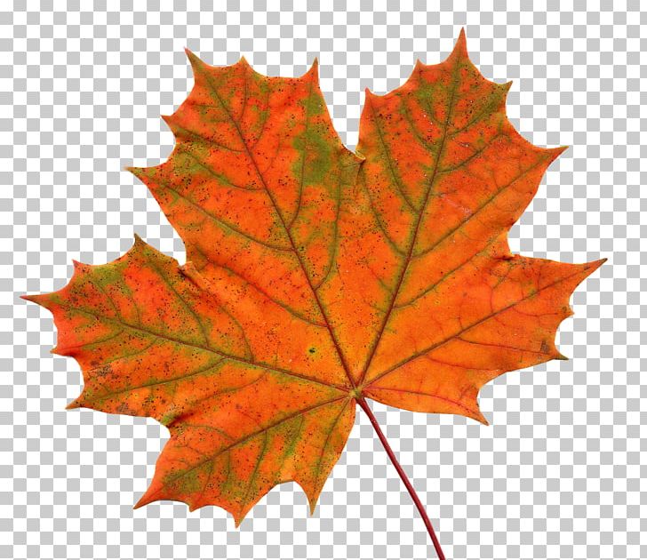 Maple Leaf PNG, Clipart, Autumn, Canada, Canadian, Clip Art, Computer Icons Free PNG Download