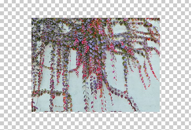 Parthenocissus Tricuspidata Tree Plant PNG, Clipart, Autumn Leaf Color, Background Green, Biological, Biological World, Botany Free PNG Download