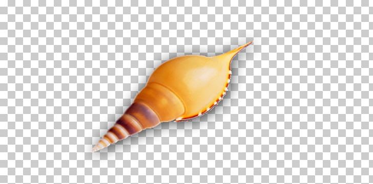Seashell PNG, Clipart, Arts And Crafts, Arts Crafts, Conch, Conch Shell, Craft Free PNG Download