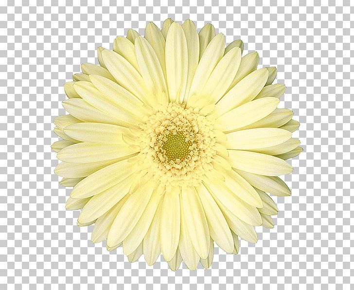 Common Daisy Oxeye Daisy Chrysanthemum Transvaal Daisy Marguerite Daisy PNG, Clipart, Asterales, Chrysanthemum, Chrysanths, Common Daisy, Cut Flowers Free PNG Download
