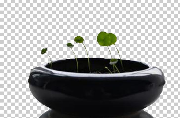 Flowerpot Plant Google S PNG, Clipart, Cash, Ceramic, Coin, Coins, Coins Grass Free PNG Download