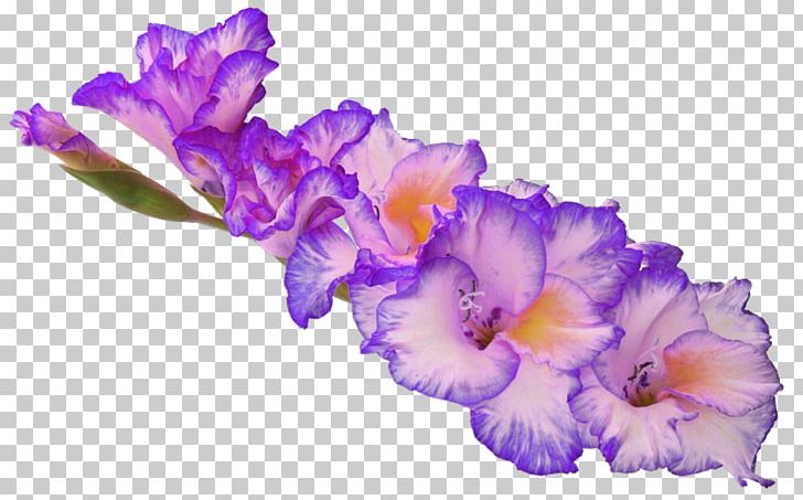 Gladiolus Flower Desktop PNG, Clipart, Bulb, Cattleya, Desktop Wallpaper, Download, Floral Design Free PNG Download