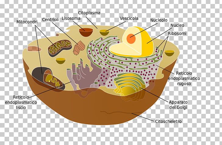 Organelle Cell Membrane Cytoplasm Eukaryote PNG, Clipart, Biology, Cell, Cell Membrane, Cell Nucleus, Cell Wall Free PNG Download