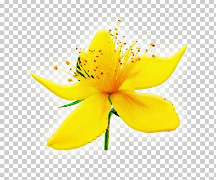 Perforate St John's-wort Herbalism Plant Hypericin PNG, Clipart, Antidepressant, Cure, Extract, Flower, Flowering Plant Free PNG Download