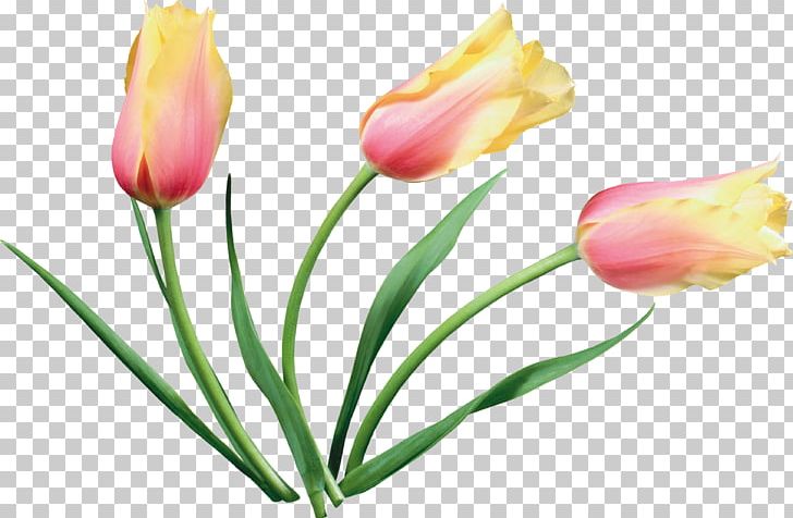 Tulip Flower Material PNG, Clipart, Bud, Concepteur, Cut Flowers, Designer, Download Free PNG Download