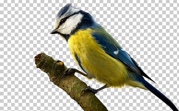 Water Bird Cygnini Desktop Parrot PNG, Clipart, Animal, Animals, Beak, Bird, Chickadee Free PNG Download
