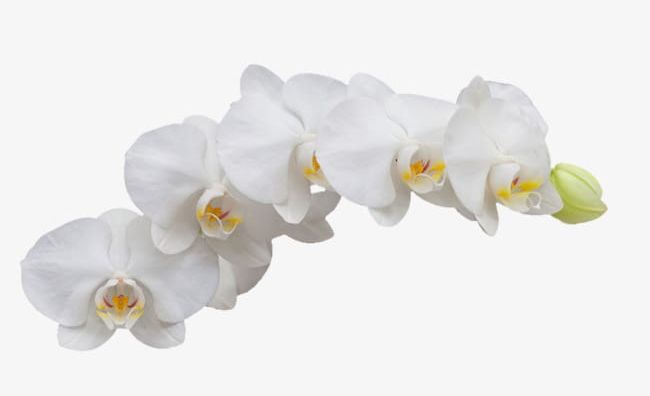 White Orchid PNG, Clipart, A Hut, Beautiful, Beautiful Flowers, Flower, Flowers Free PNG Download