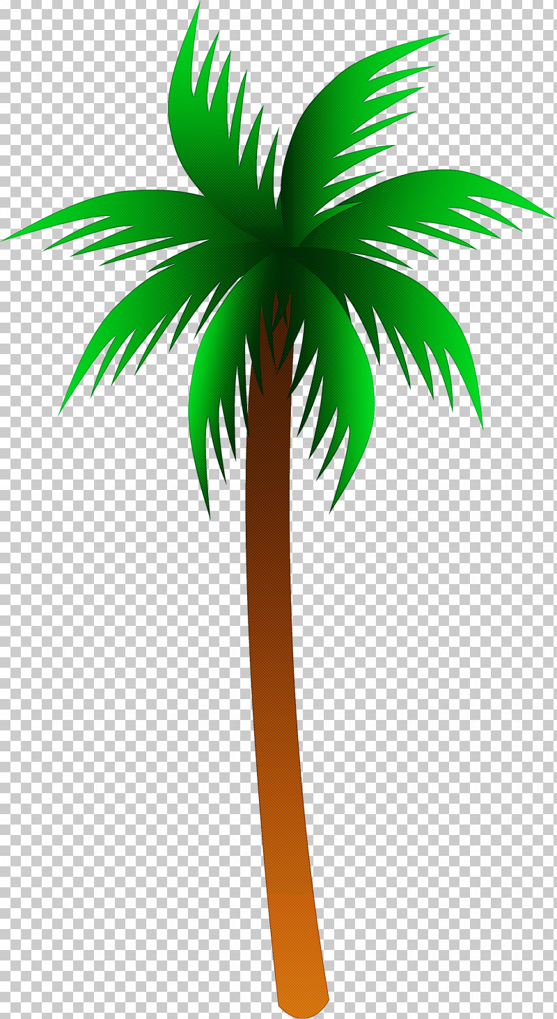 Palm Tree PNG, Clipart, Arecales, Coconut, Elaeis, Green, Leaf Free PNG Download