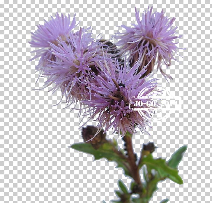 Milk Thistle Greater Burdock Noxious Weed Cynara PNG, Clipart, Aster, Burdock, Cynara, Flower, Flowering Plant Free PNG Download