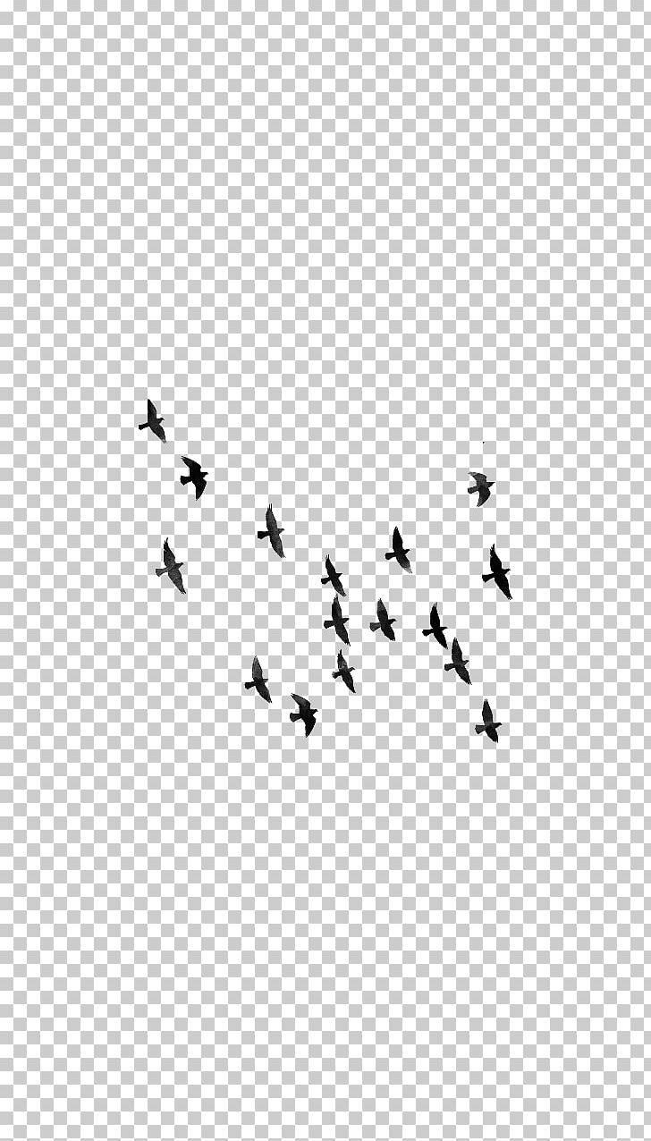 Bird Editing PNG, Clipart, Animal Migration, Animals, Beak, Bird, Bird Flight Free PNG Download