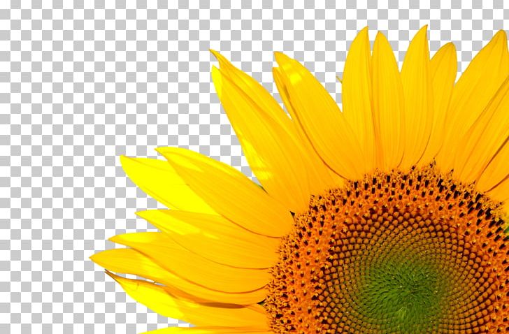 Common Sunflower Desktop Life Coach Sunflower Seed PNG, Clipart, Agriculture, Common Sunflower, Computer, Computer Wallpaper, Daisy Family Free PNG Download