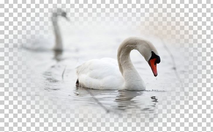 Cygnini Desktop Bird Desktop Metaphor PNG, Clipart, 1080p, Animal, Animals, Beak, Bird Free PNG Download