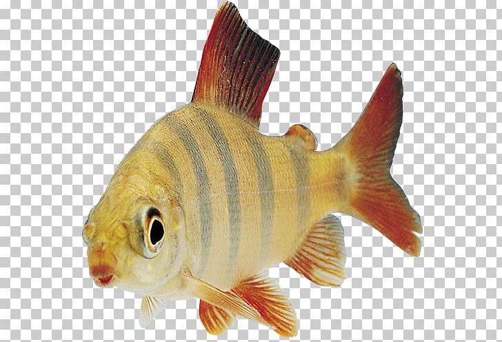 Fish PNG, Clipart, Animals, Bony Fish, Carp, Clip Art, Common Rudd Free PNG Download