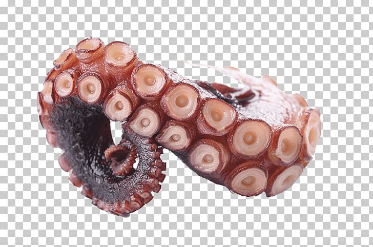 Octopus PNG, Clipart, Cephalopod, Invertebrate, Octopus, Others Free PNG Download