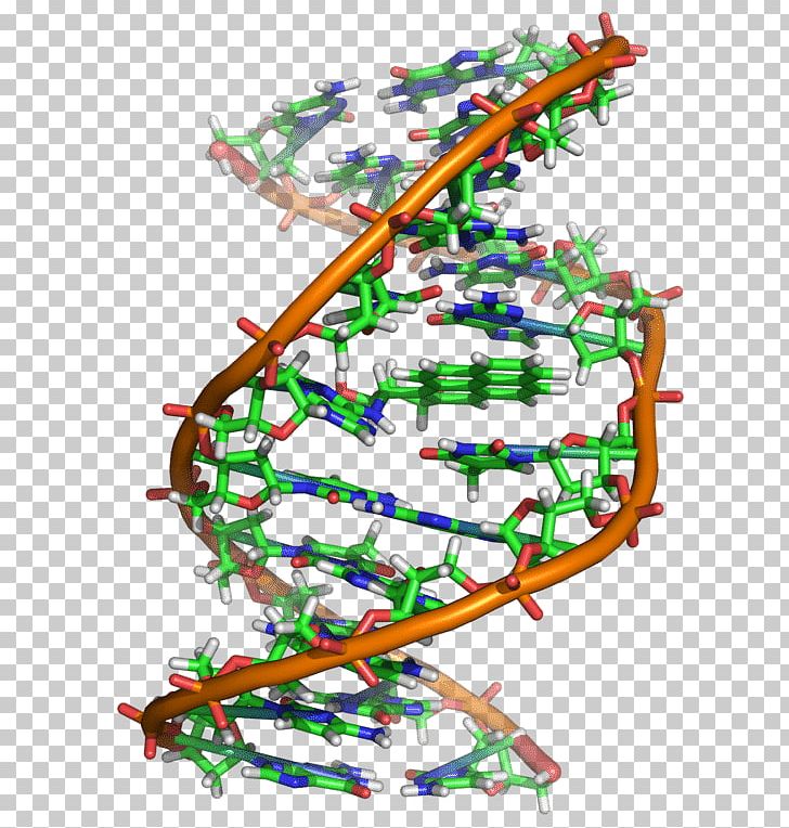 DNA Nucleic Acid Structure Nucleic Acid Double Helix PNG, Clipart, Acid, Adenine, Area, Biology, Cytosine Free PNG Download