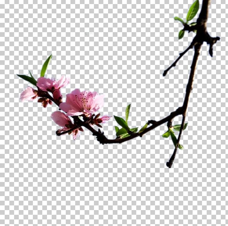 Flash Video Digital Container Format MPEG-4 Part 14 PNG, Clipart, Branch, Camera, Cherry Blossom, Computer, Computer Icons Free PNG Download