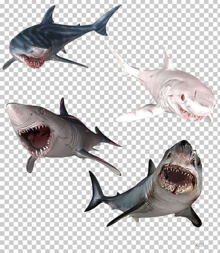 Great White Shark Isurus Oxyrinchus Hammerhead Shark Bull Shark Tiger Shark PNG, Clipart, Animals, Carcharhiniformes, Cartilaginous Fish, Chondrichthyes, Drawing Free PNG Download