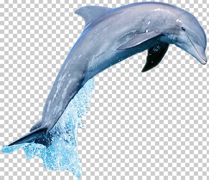 Short-beaked Common Dolphin Common Bottlenose Dolphin Tucuxi Wholphin PNG, Clipart, Animal, Animals, Data, Effect, Encapsulated Postscript Free PNG Download