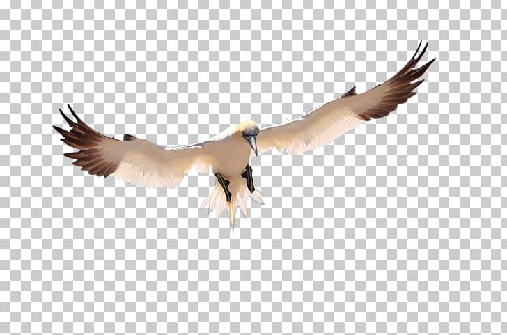 Bird Pelican Icon PNG, Clipart, Anatidae, Animals, Asuka, Beak, Bird Free PNG Download