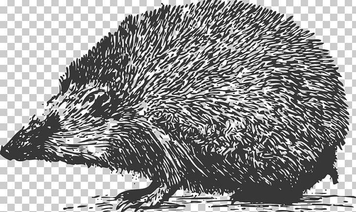 Domesticated Hedgehog Black And White Grayscale PNG, Clipart, Animals, Carving, Cute Hedgehog, Echidna, Encapsulated Postscript Free PNG Download